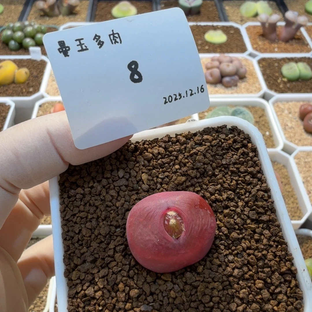用***5多肉多肉多肉12.16-008 Y280
