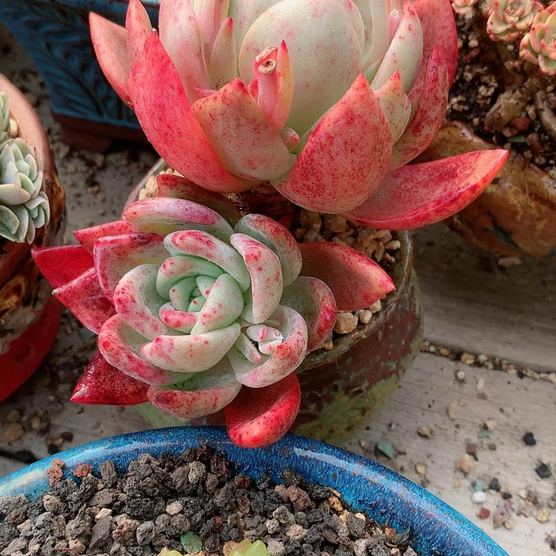 【闪购商品】暖*宝暖宝宝