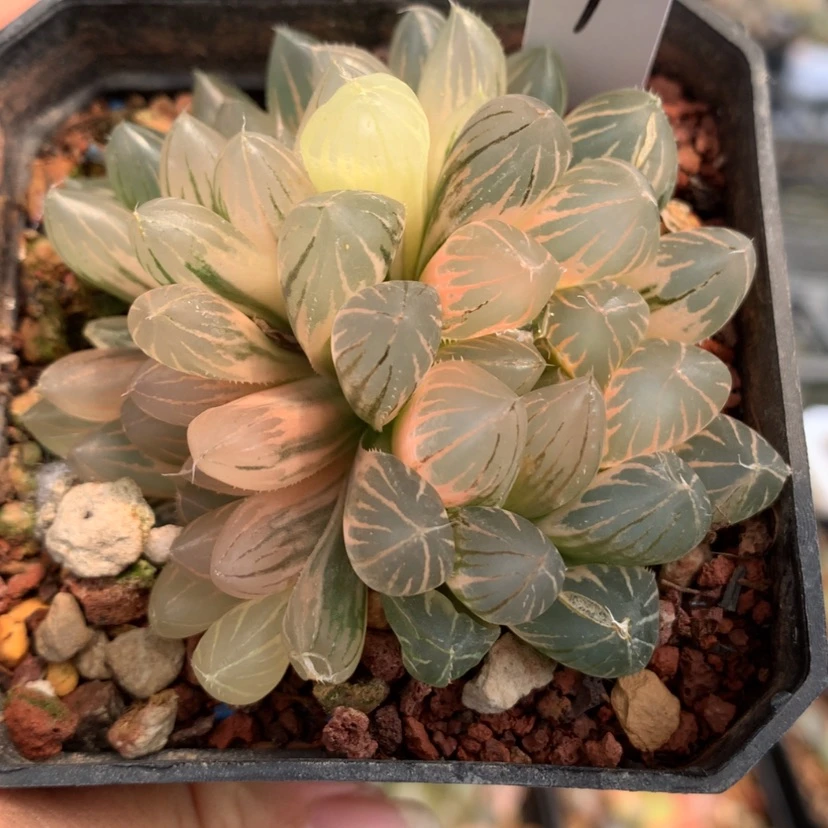 【闪购商品】4玉露