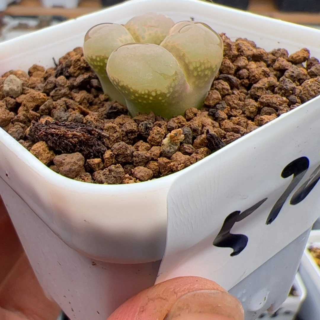 ?****?6.24风铃多肉植物578