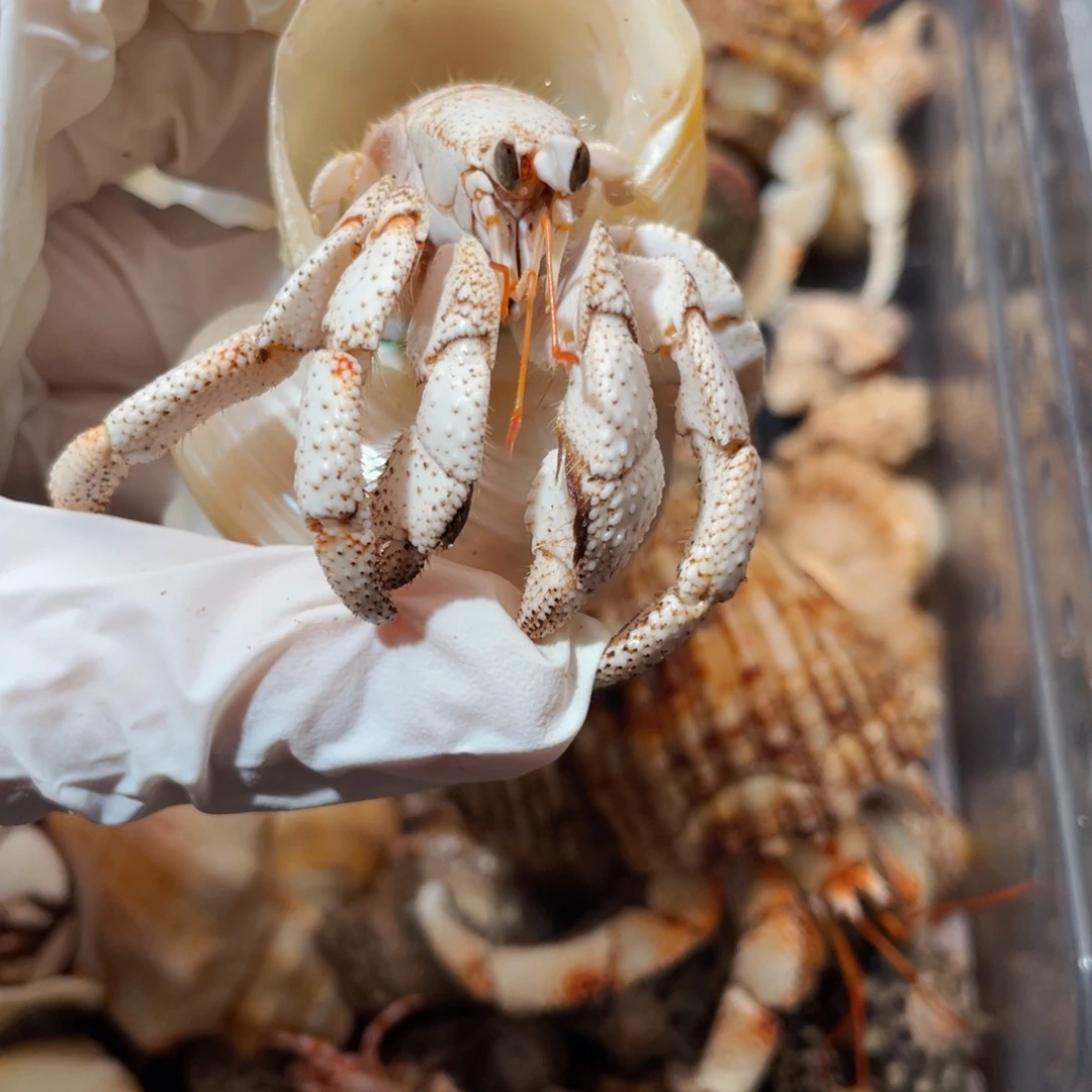 蜗居异宠寄居蟹0323，白草