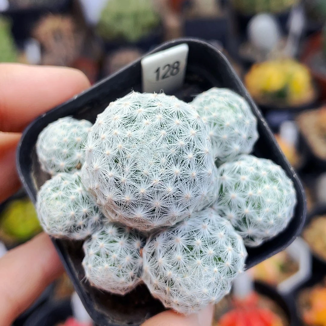 非偏远地区满25包邮仙人球