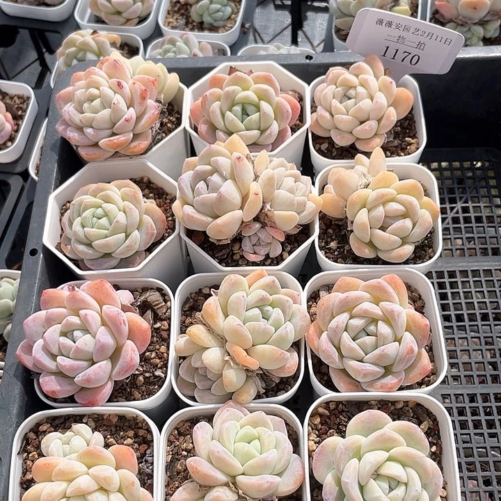 薇薇安园艺多肉1170