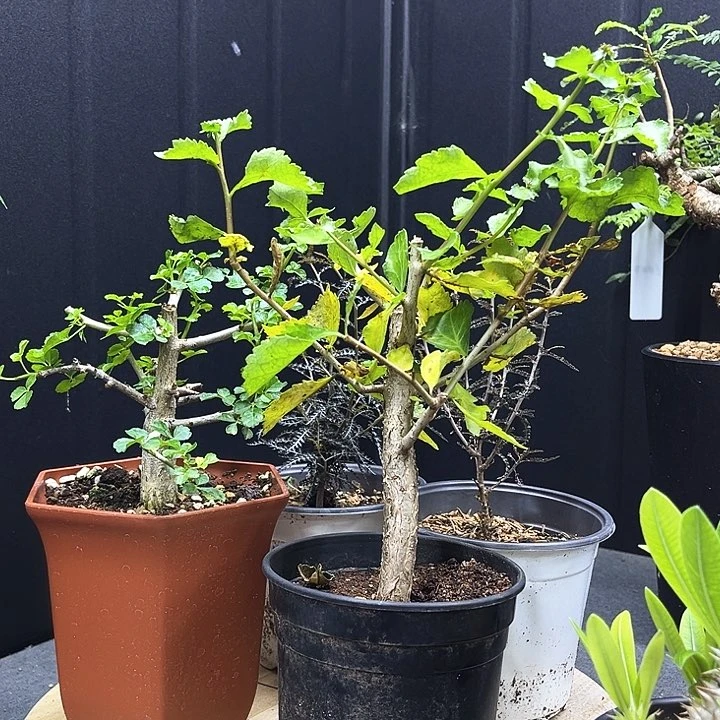 怀特橄榄一物一拍