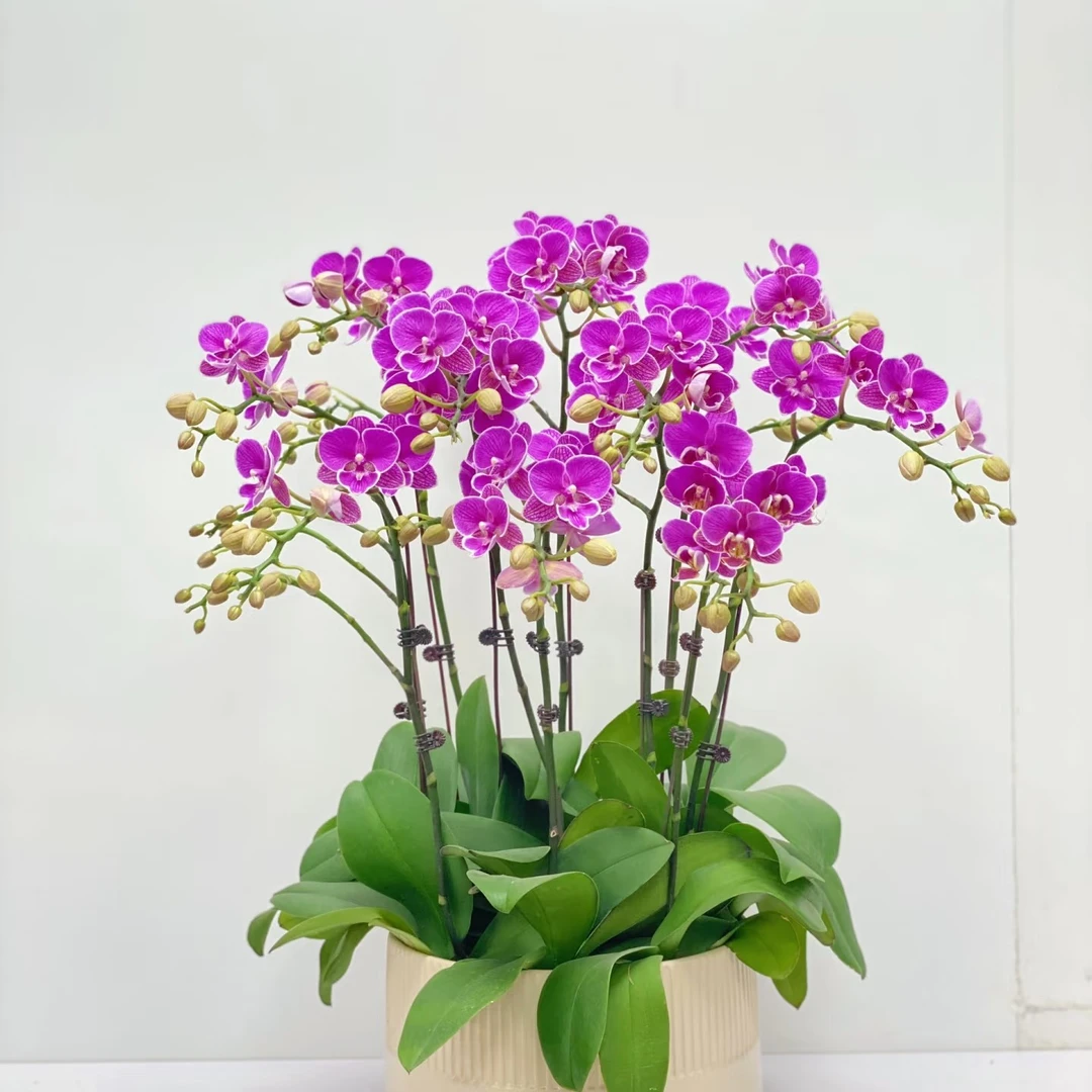 星选 【红豆】3.0 寸杯玫红色系小花型蝴蝶兰精品苗