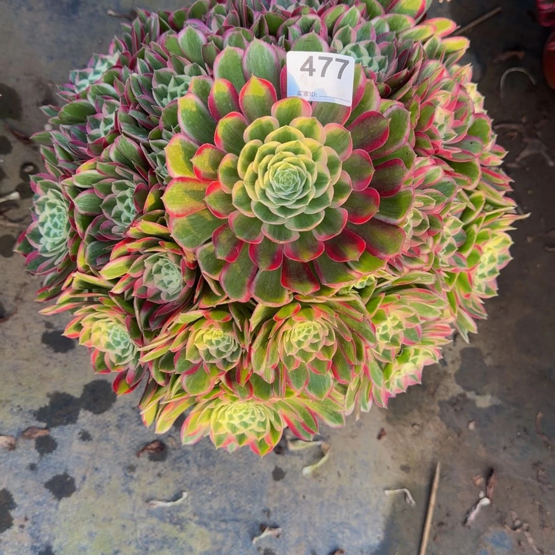 若***水孔雀翎477     法师