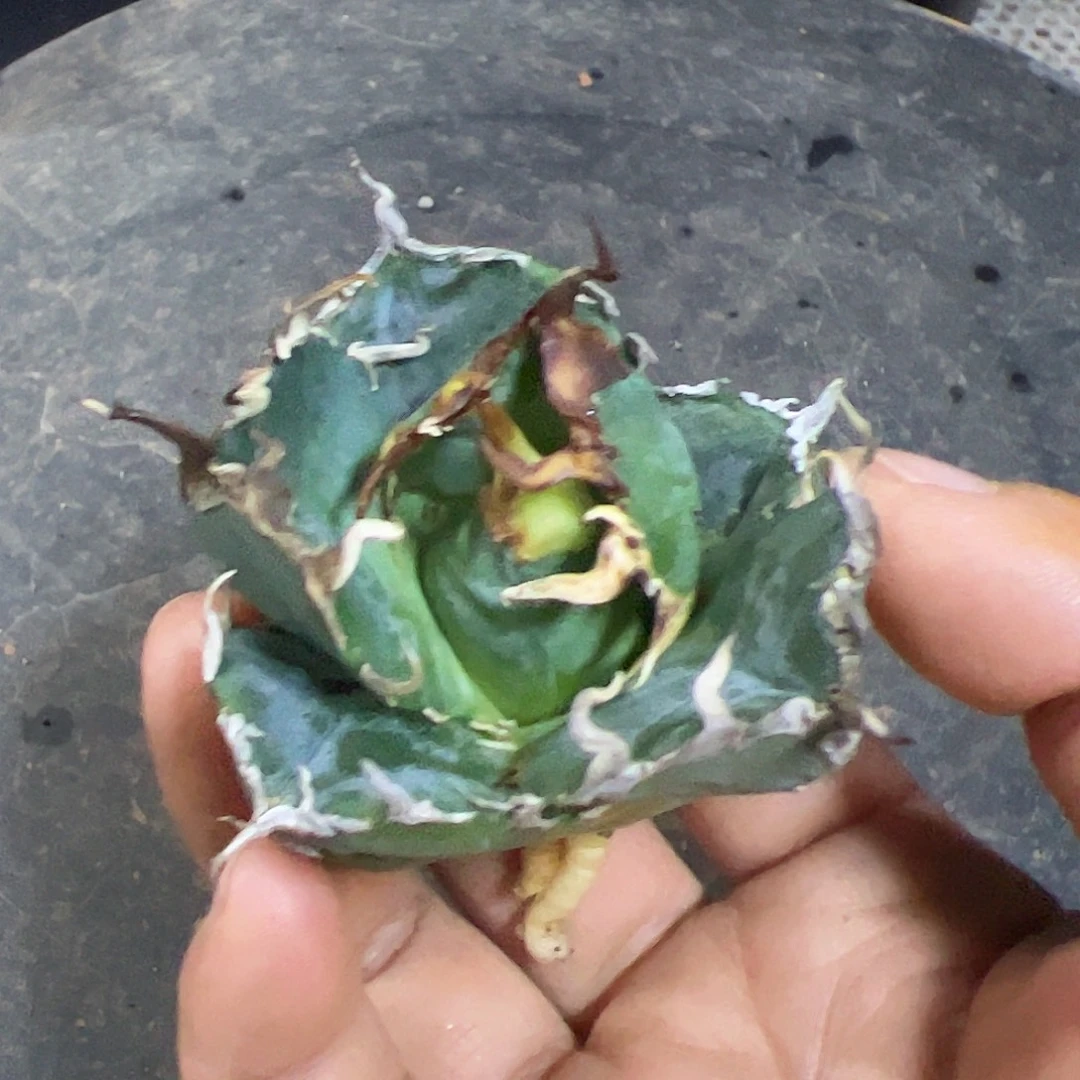 蓝鲸顶芽龙舌兰仁王冠