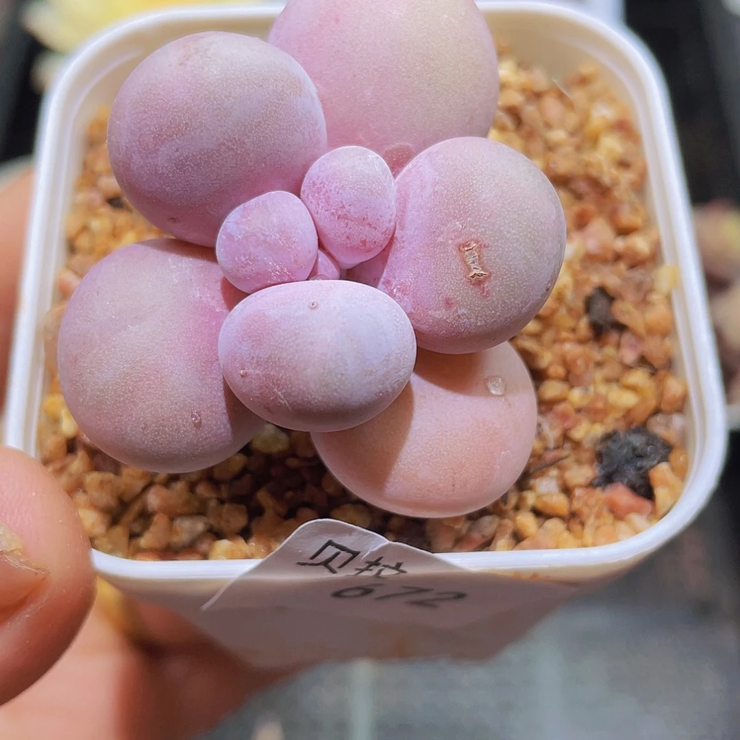 672 精品多肉一物一拍