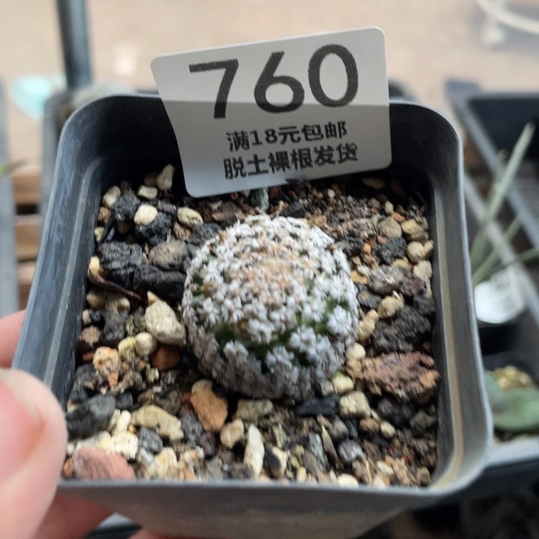 760实生克氏丸（满18元包邮）