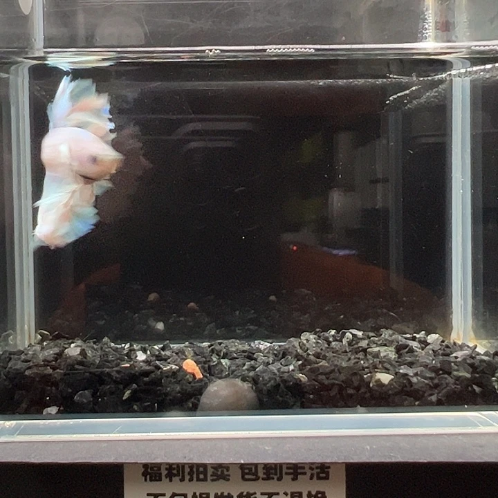 斗鱼竞拍跑单拉黑27日89