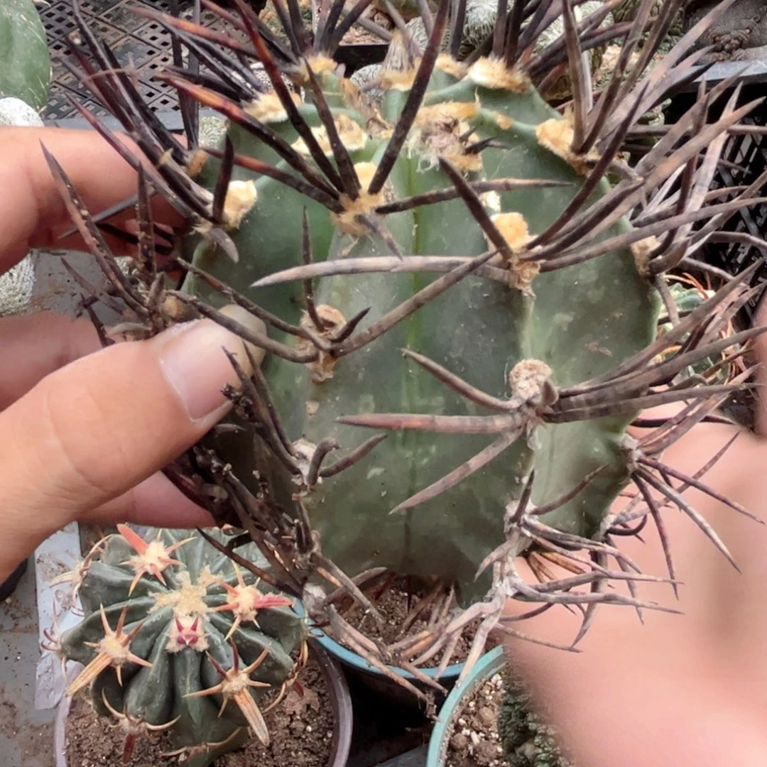 水牛角狂刺仙人球无根