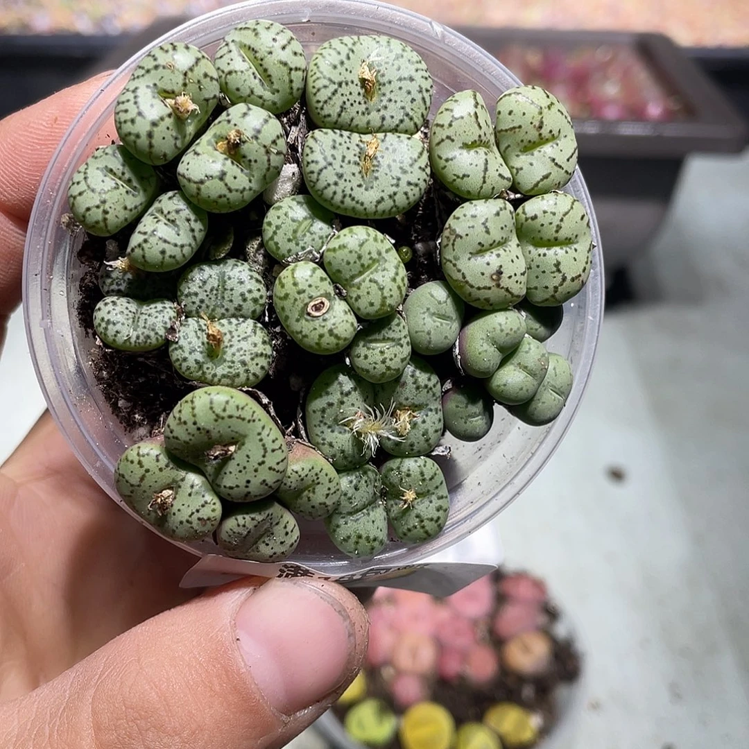 当天凑满十八元包邮生石花三七九