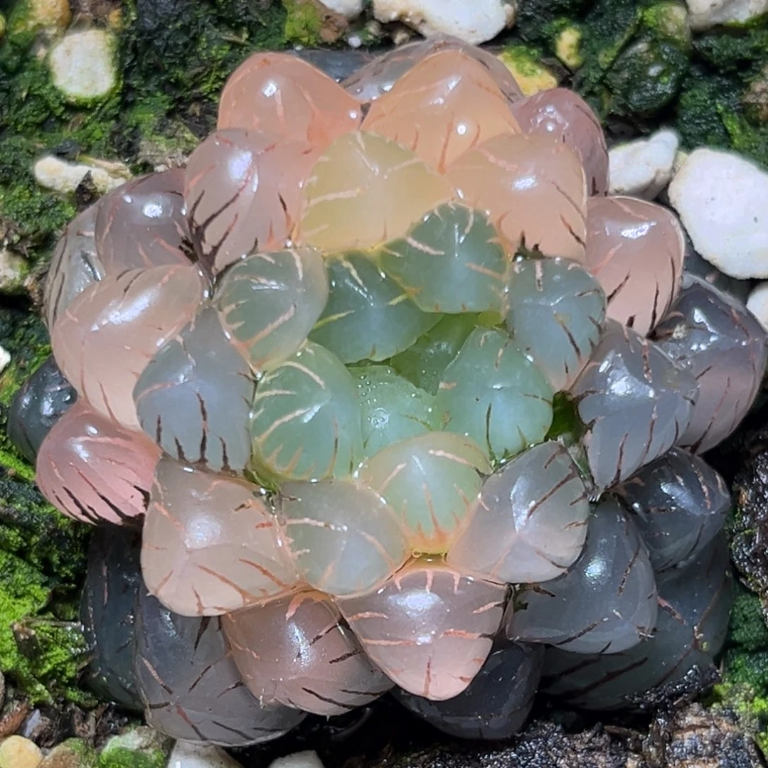 恭喜发财大吉大利849