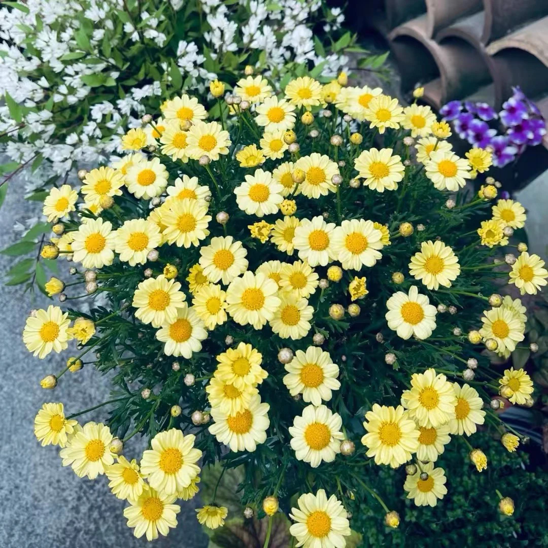 玛格丽特盆栽大苗四季开花庭院阳台开花机器花期长多年生爆盆好养