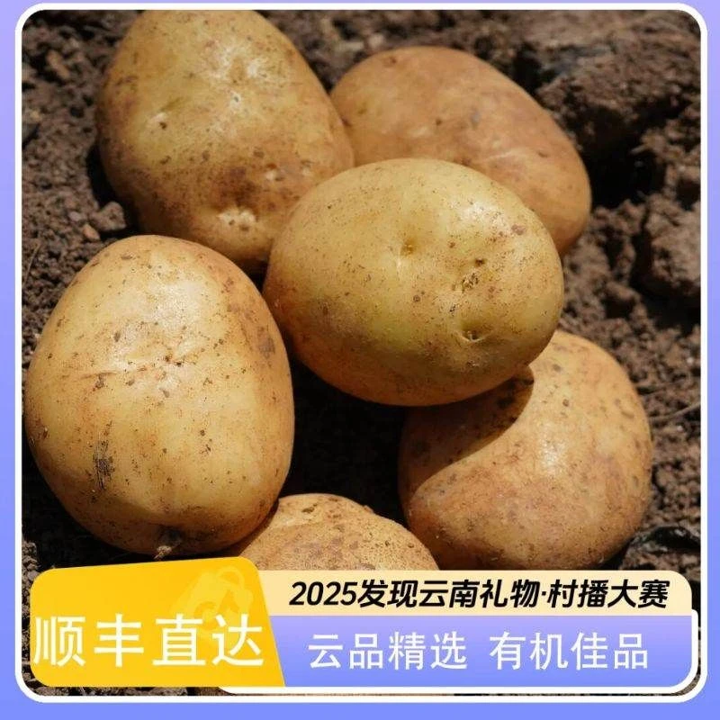 （超值！买1.5kg，实发2.5kg）有机黄皮土豆  粉糯香甜 顺丰直达