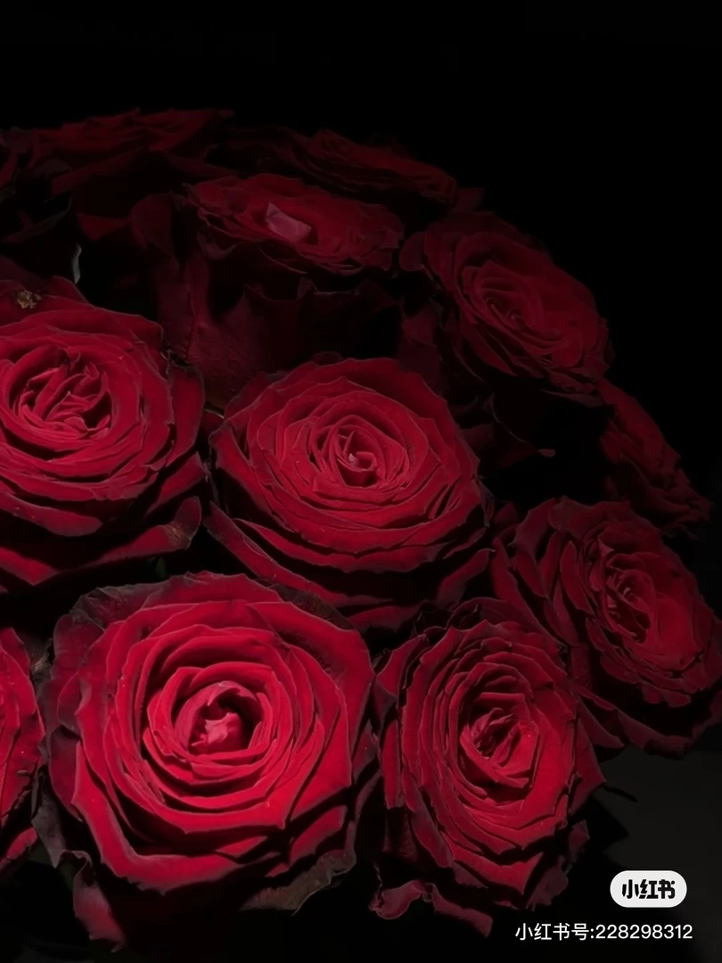 【微风花卉】薛宝钗玫瑰--2单升级京东/顺丰冷链/EMS空运包邮