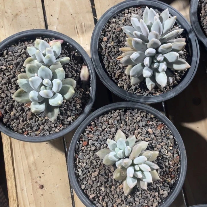 3颗哥特萝莉，拍1发3