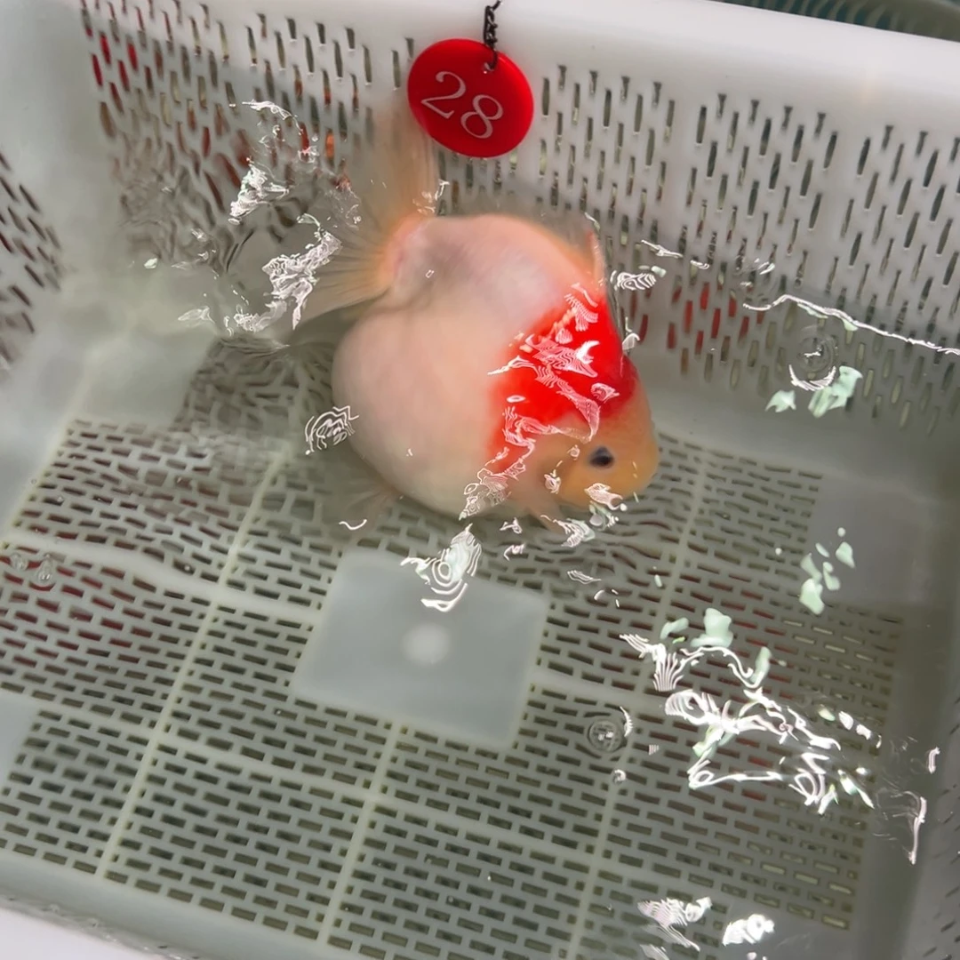 真***意金鱼你好吗我好想