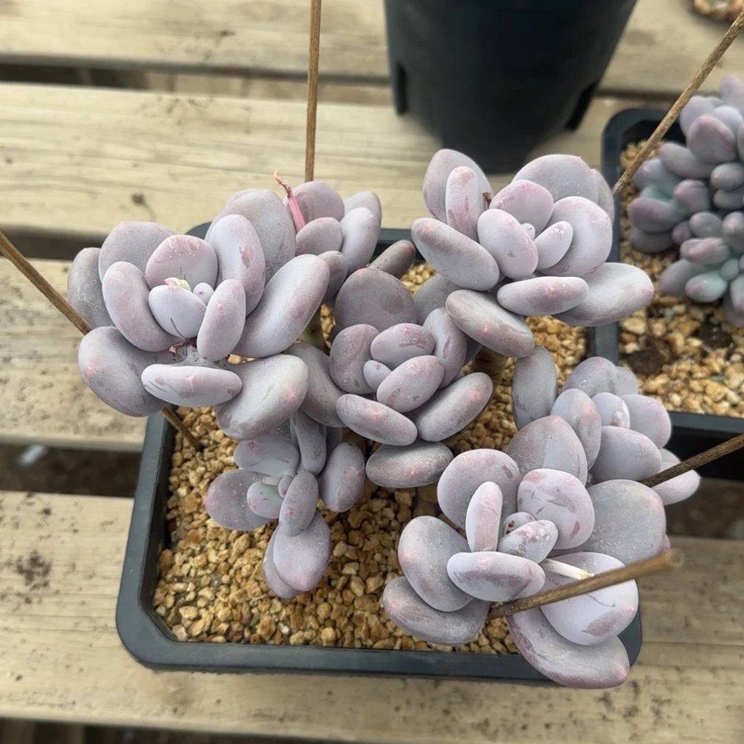 北遇一物一拍瑾年