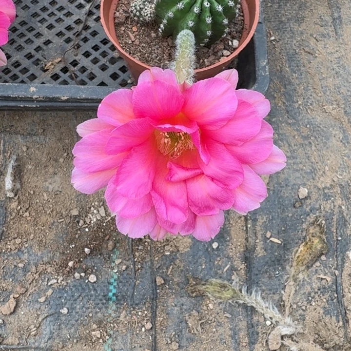 385实生彩草瘦脱土掰花斑