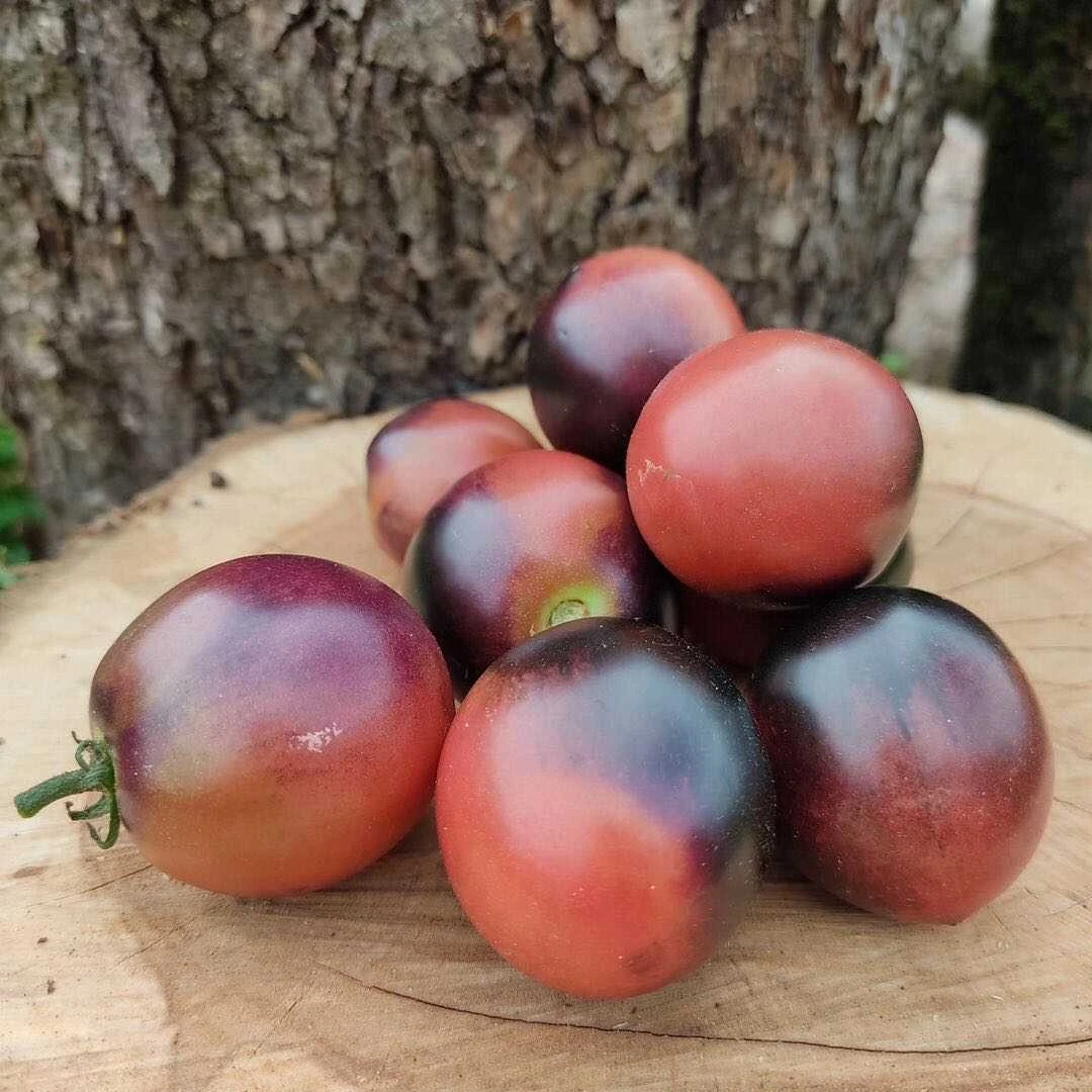 摩卡的樱桃矮人种子5粒 Mocha's Cherry Dwarf 盆栽露台阳台种