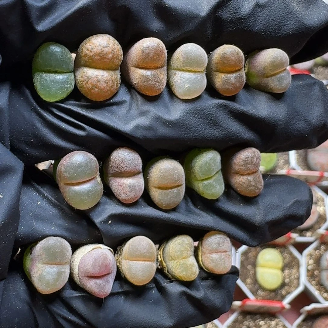 生石花2333:：。   50