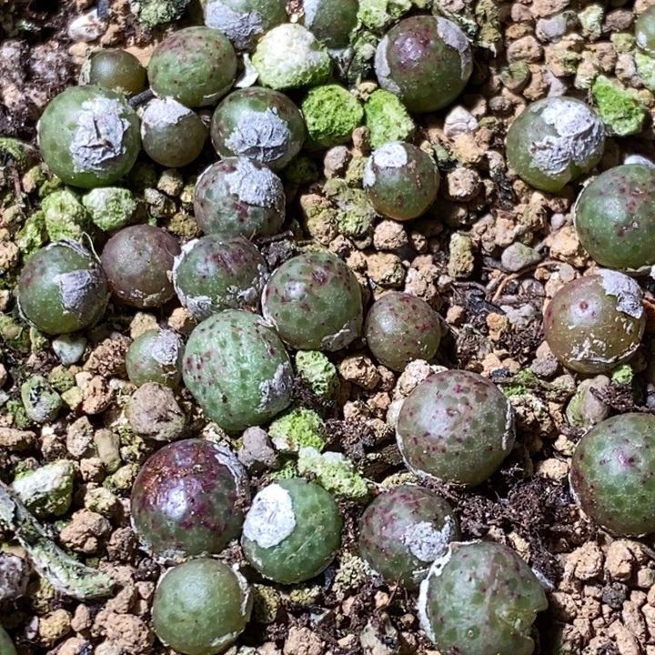 小单头斑马一颗 955d