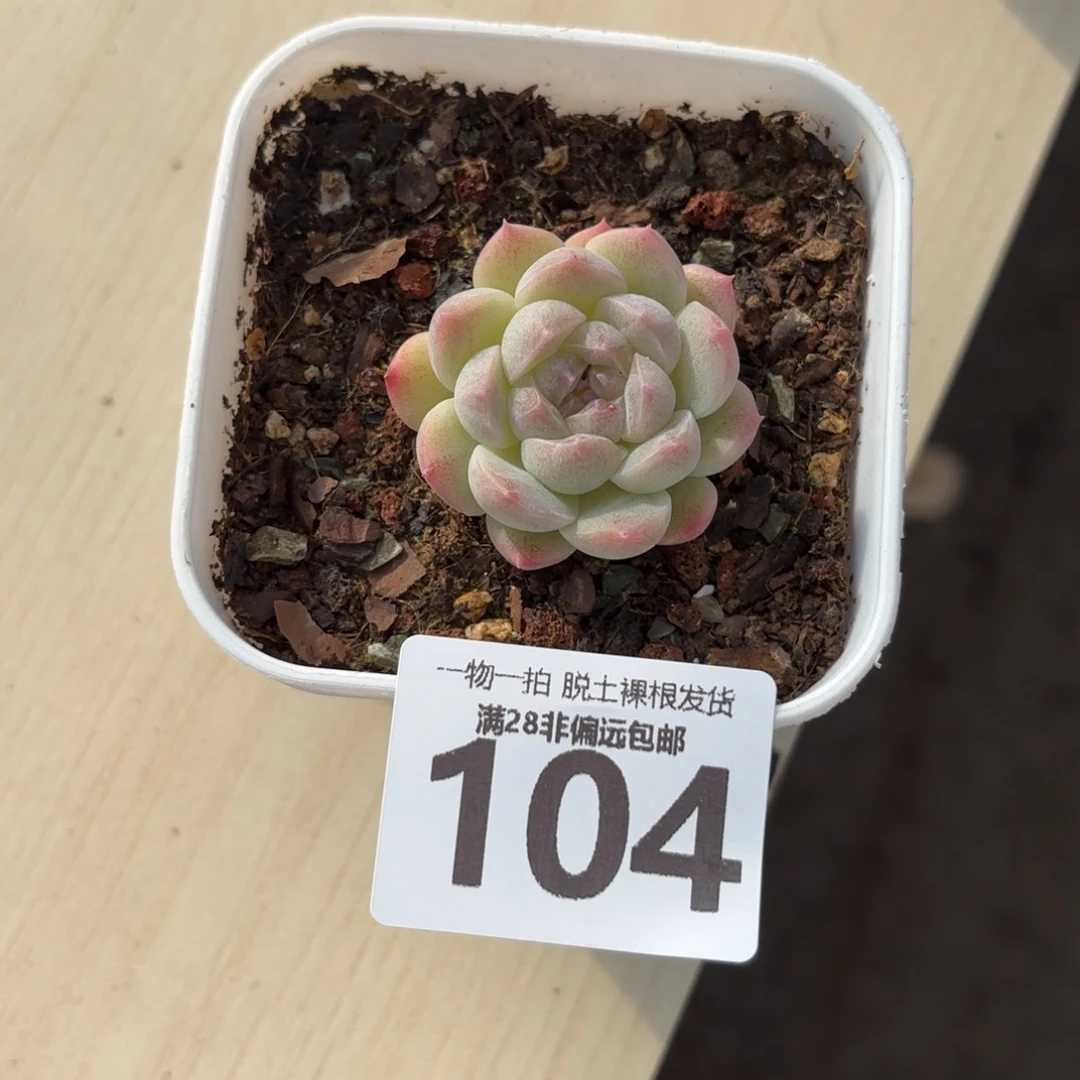 优选珍妮无盆土发货