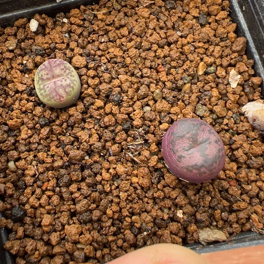 23-81肉锥多肉植物