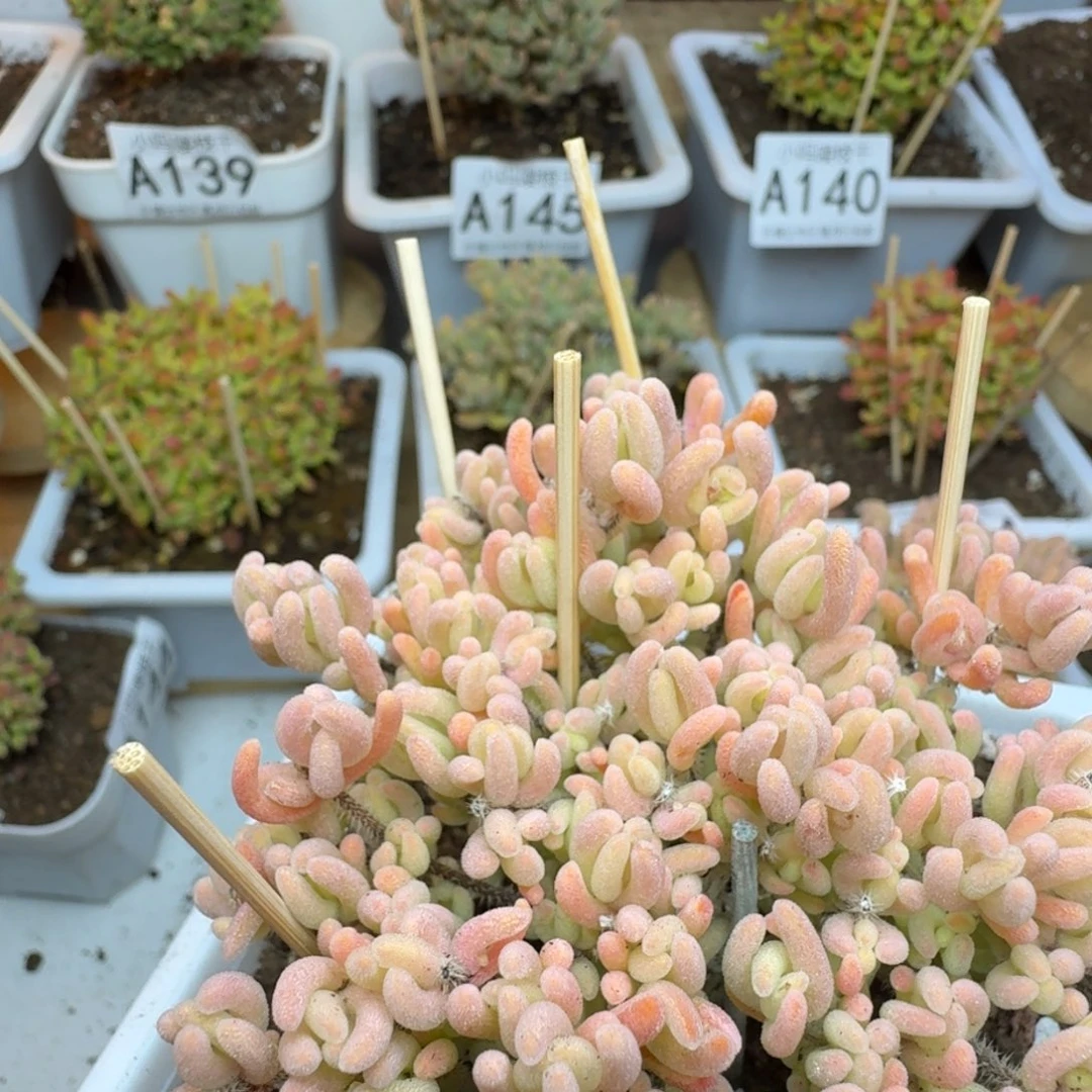 A****光橙叶锦 一物一拍