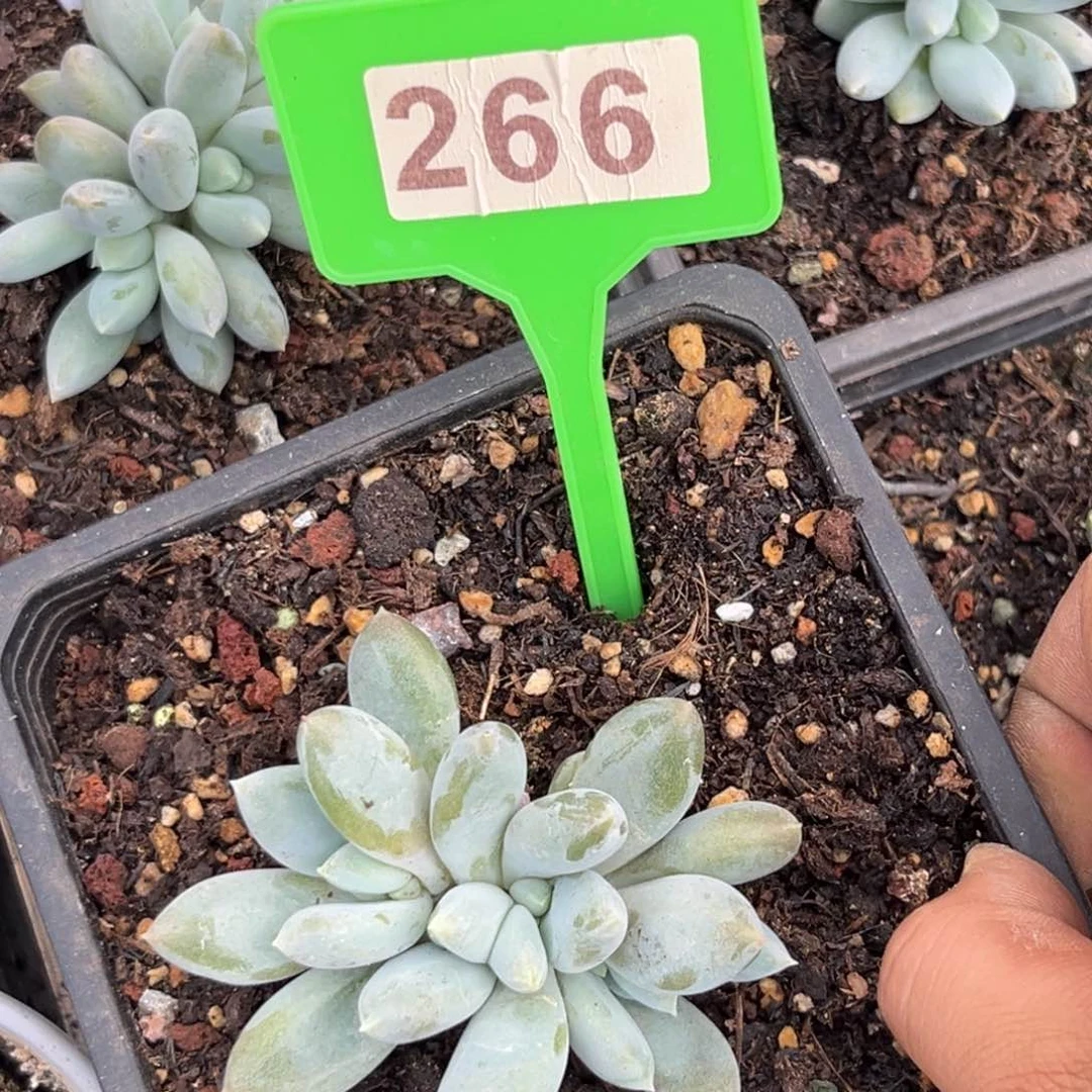 多肉植物胖体哥特266