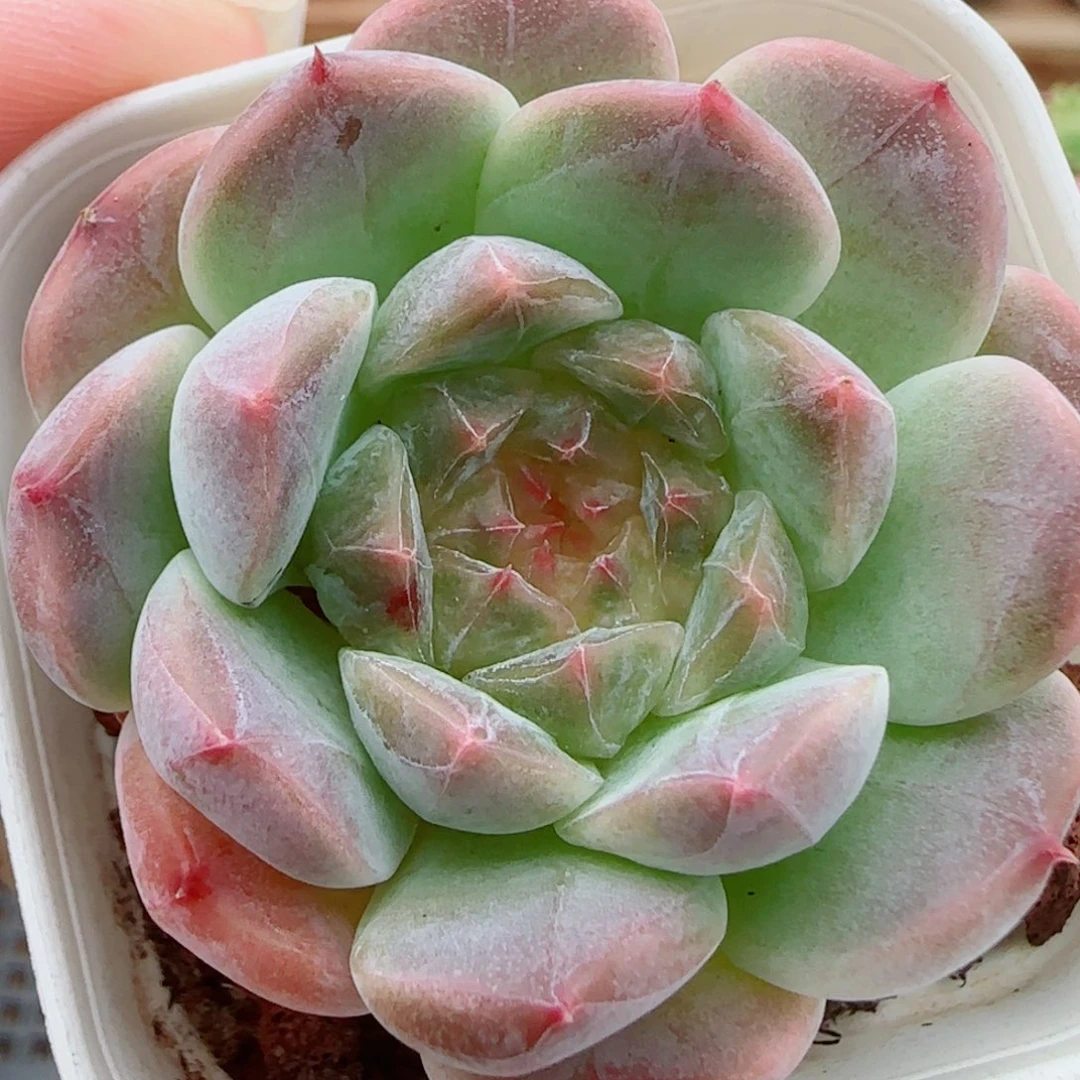 花语逸镜0925-25糖心