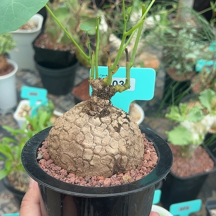 龙甲龟产地多肉植物
