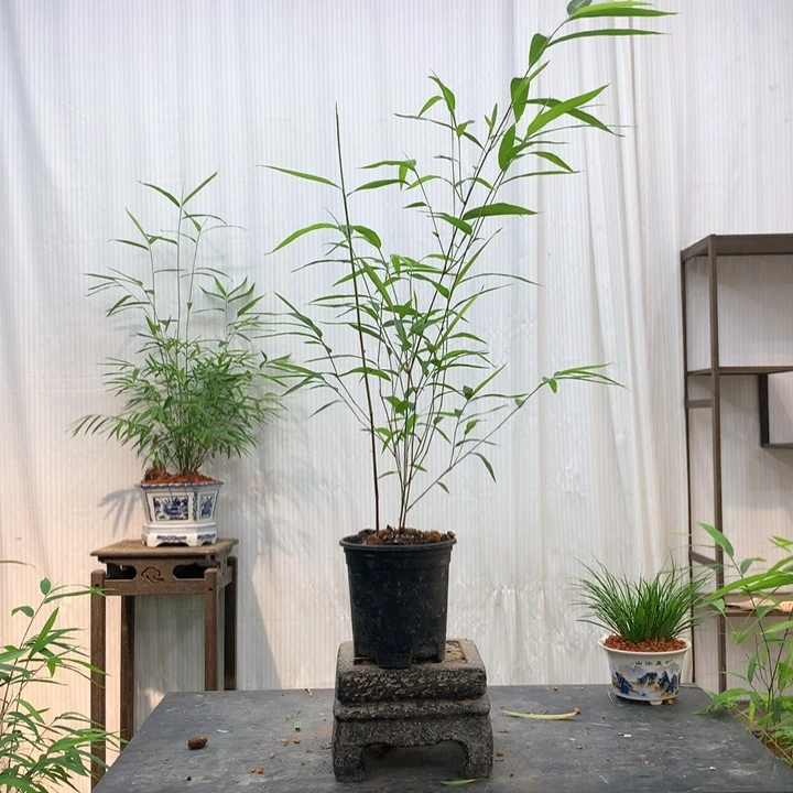 不开花植物竹子绿植竹子竹子