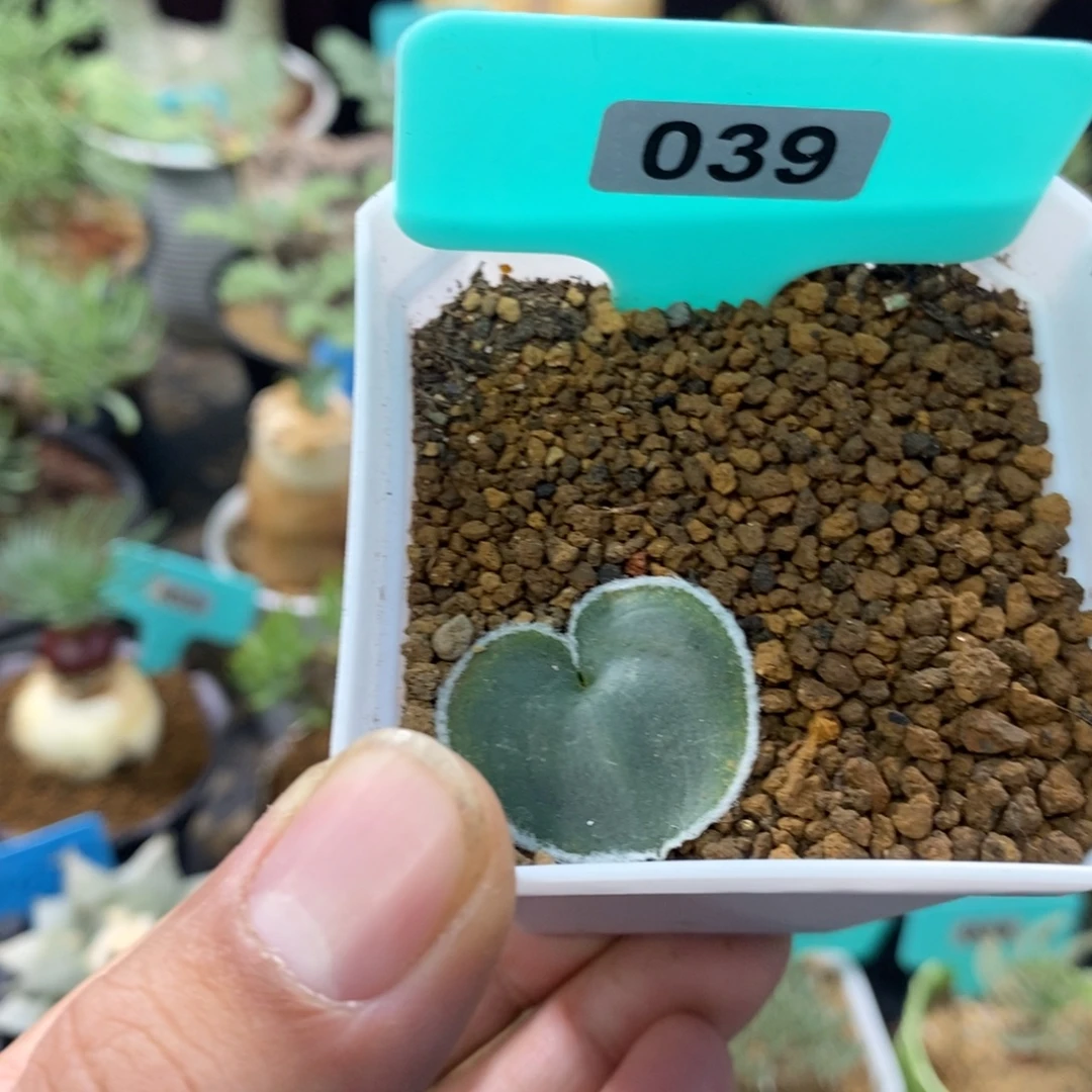 毛边爱心产地多肉植物