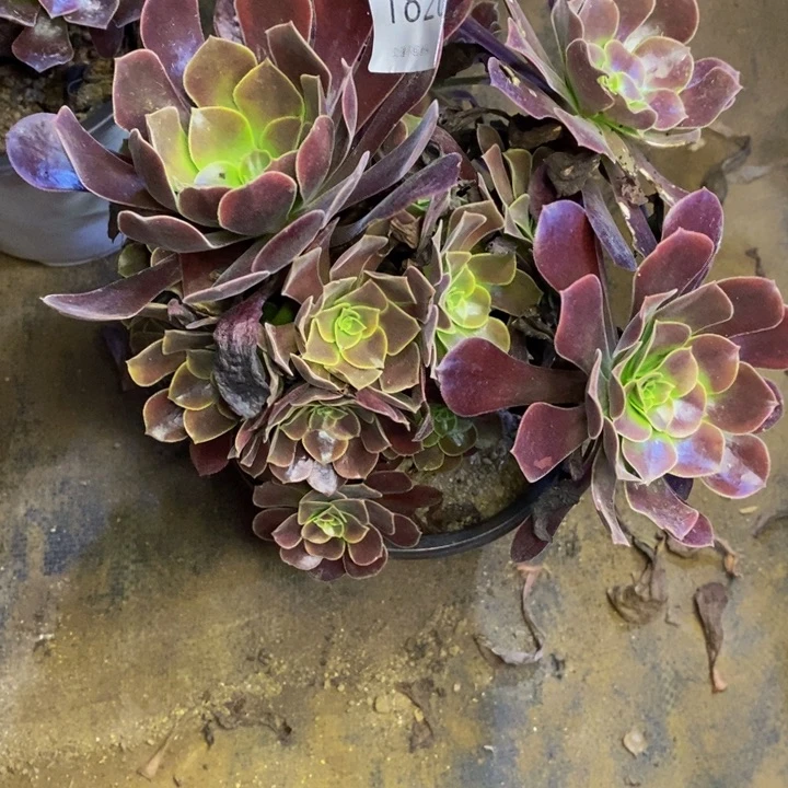 欧嘉莉多肉断头不包1820