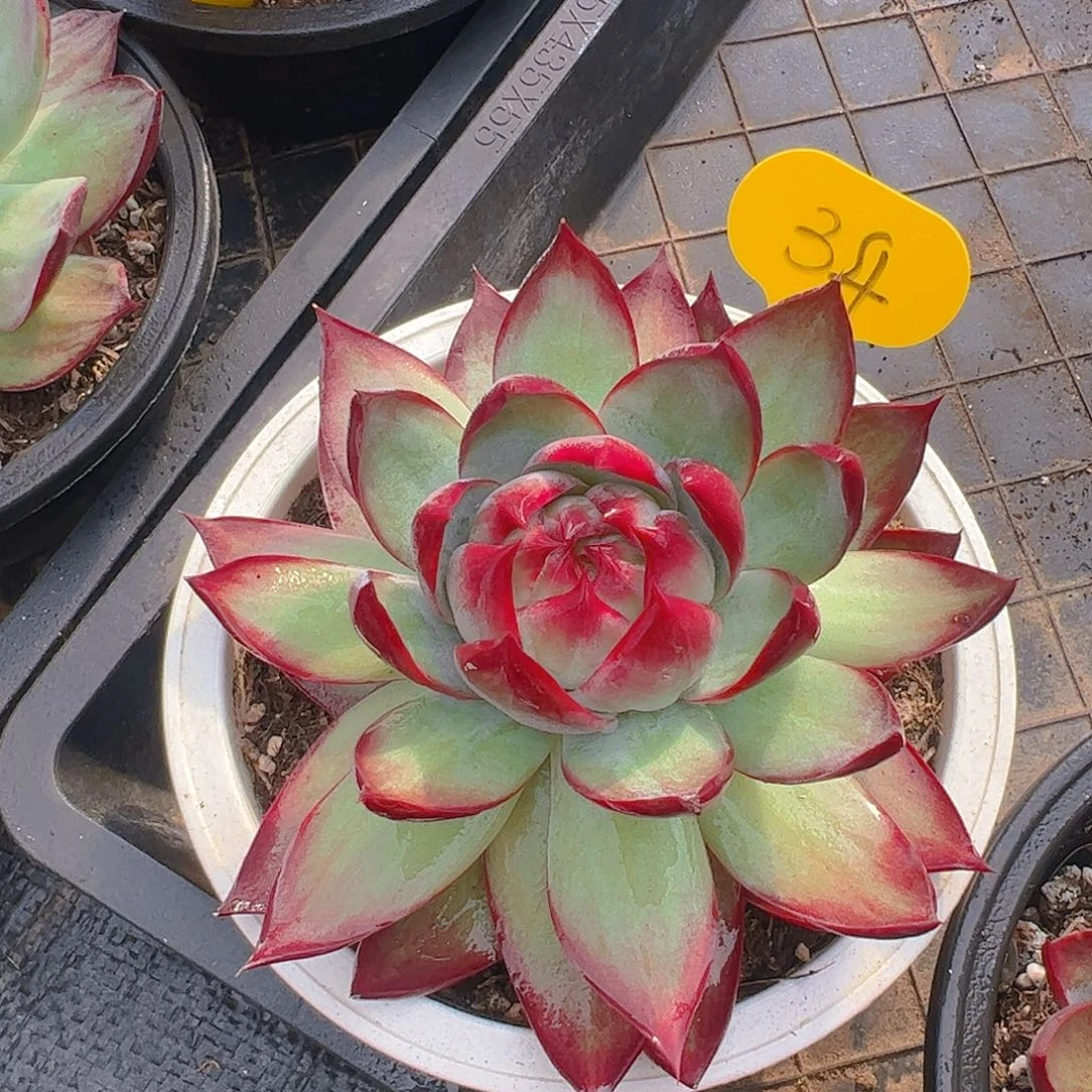 惊鸿仙子一物一拍34号