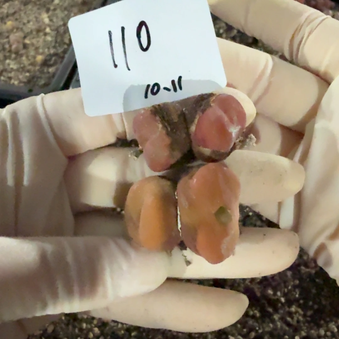 多肉多肉多肉10.11-110