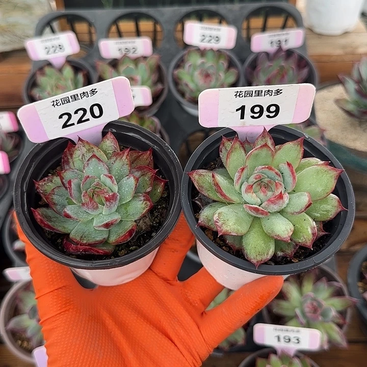 ****⁷220、199 惊鸿仙子多肉植物
