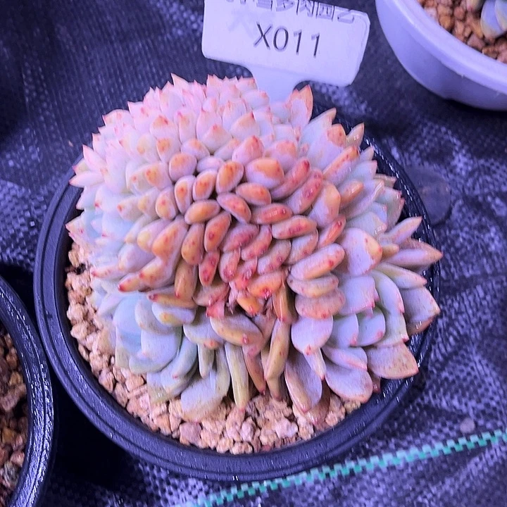 乐*啊我是第一百个为妖刀应援的阴阳