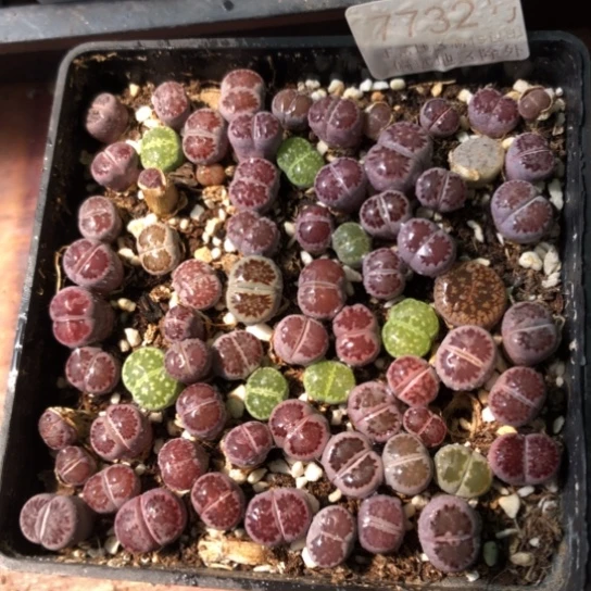 7732，10厘米盆紫李混小苗