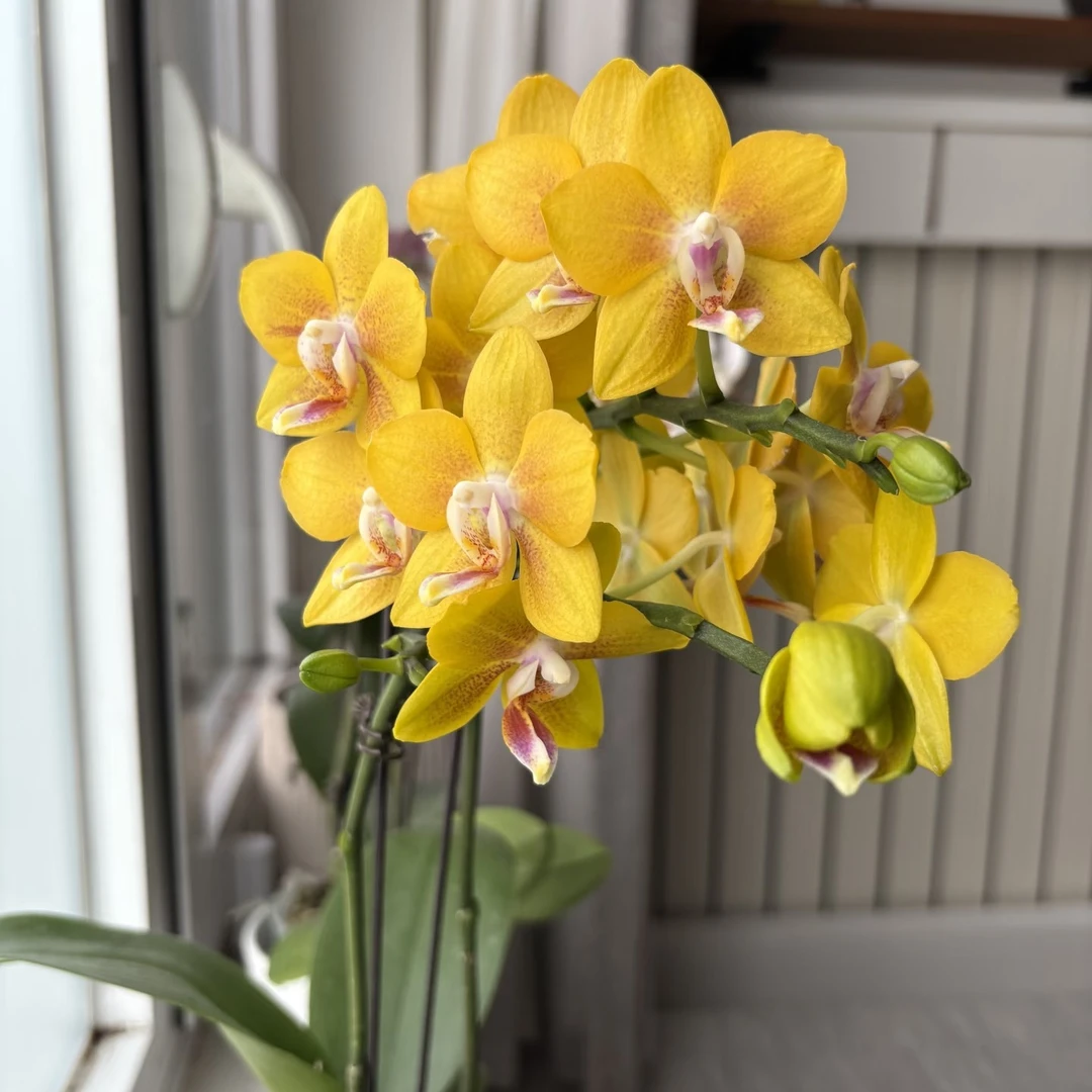 星选 【彼自豪】2.8 寸杯黄色系带香味中花型蝴蝶兰精品苗