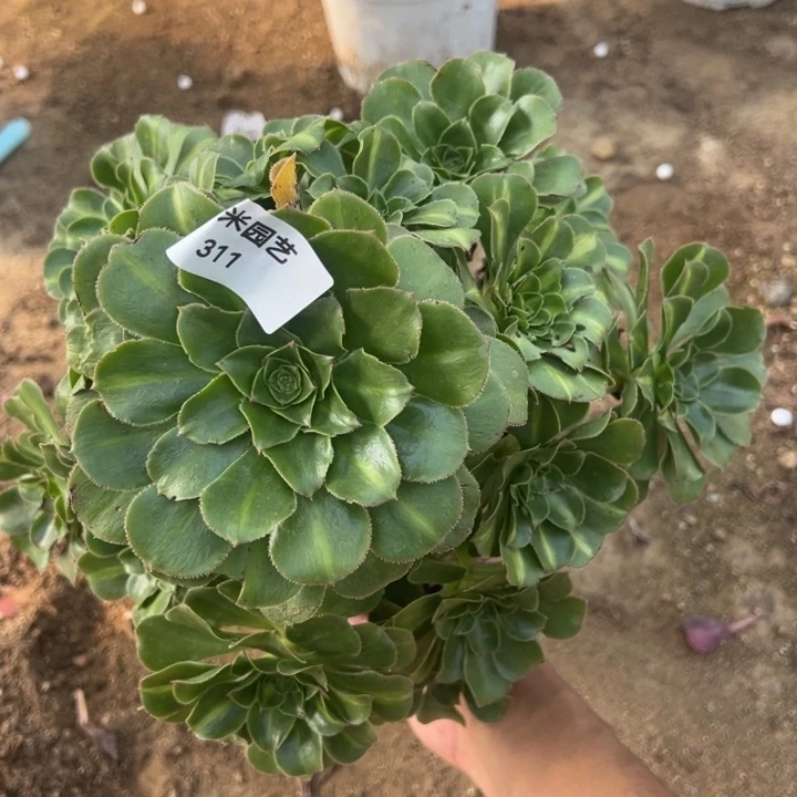 保时捷中班多肉植物311