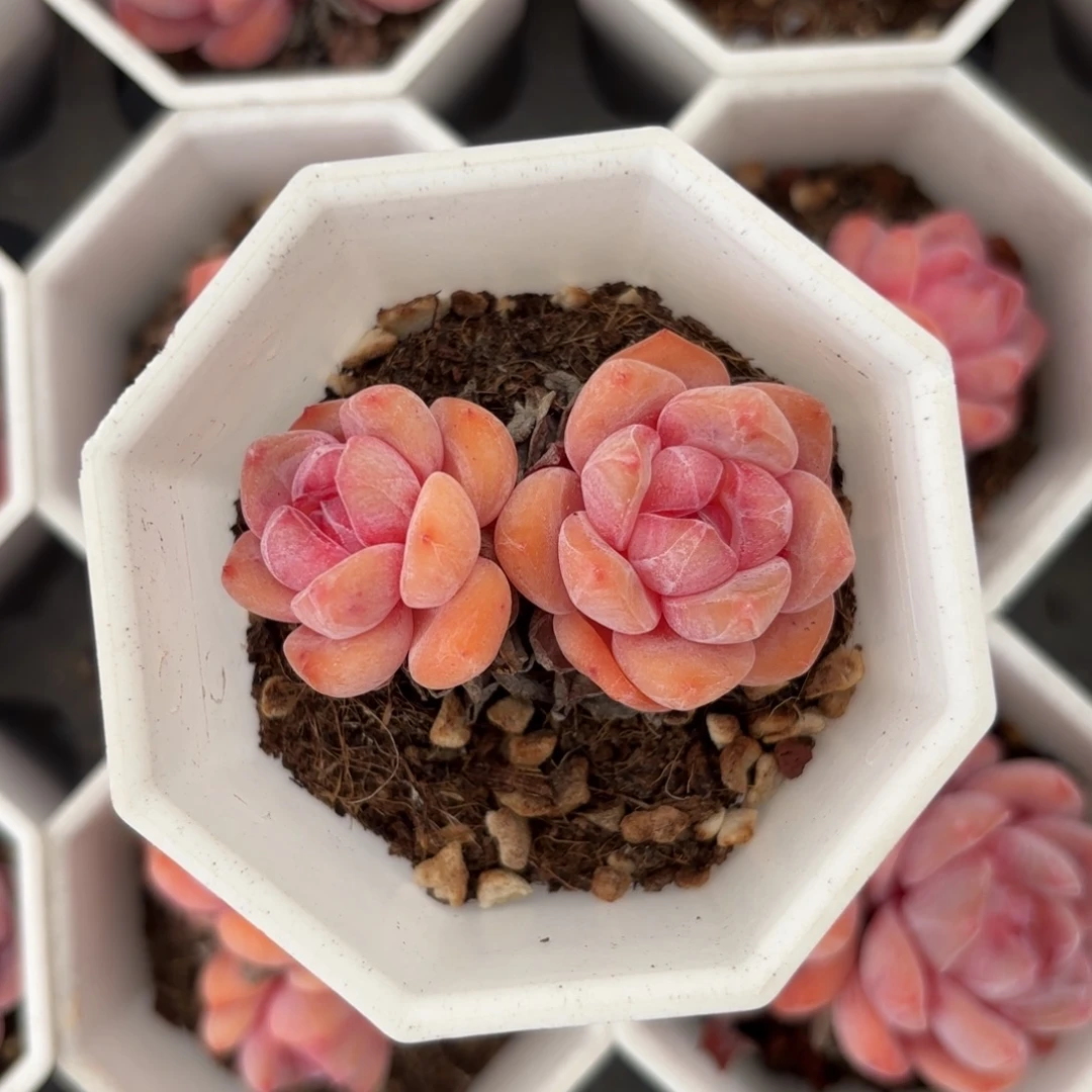 双头老桩橙一物一拍