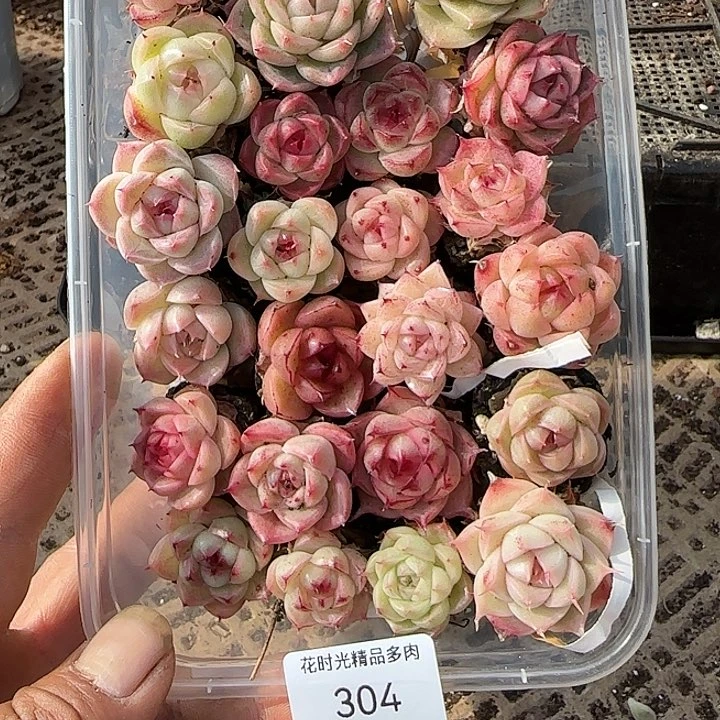 花时光精品多肉204