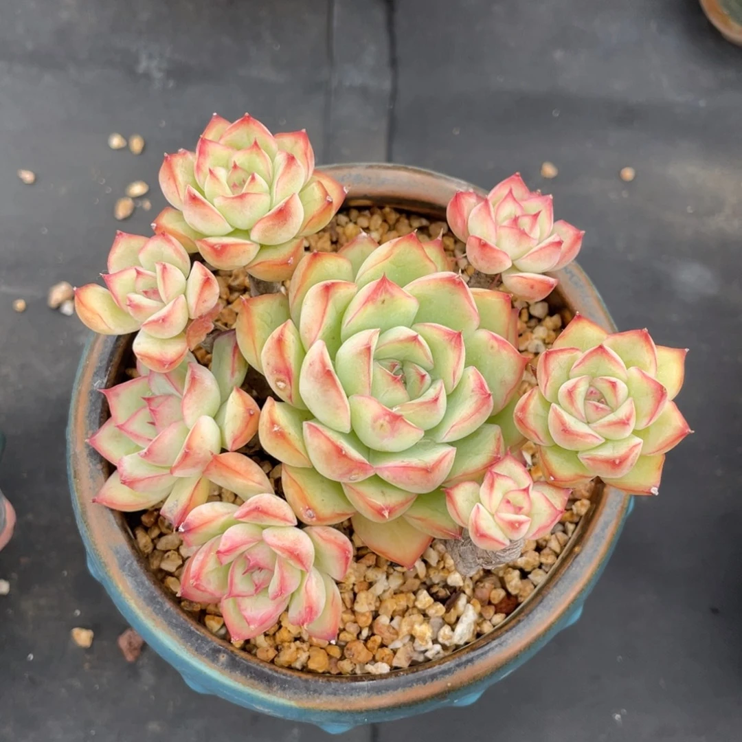 荷花整装无砍老桩
