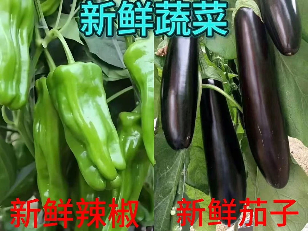 辣辣紫茄新鲜组合山东沂蒙农家自种新鲜蔬菜现采现发新鲜辣椒紫茄