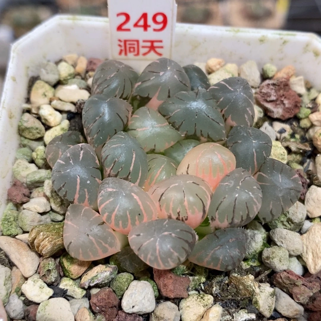 249冰灯锦一物一拍