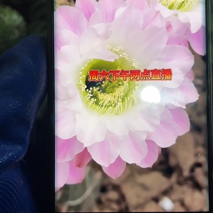 Cc147侧芽6公分满18包邮