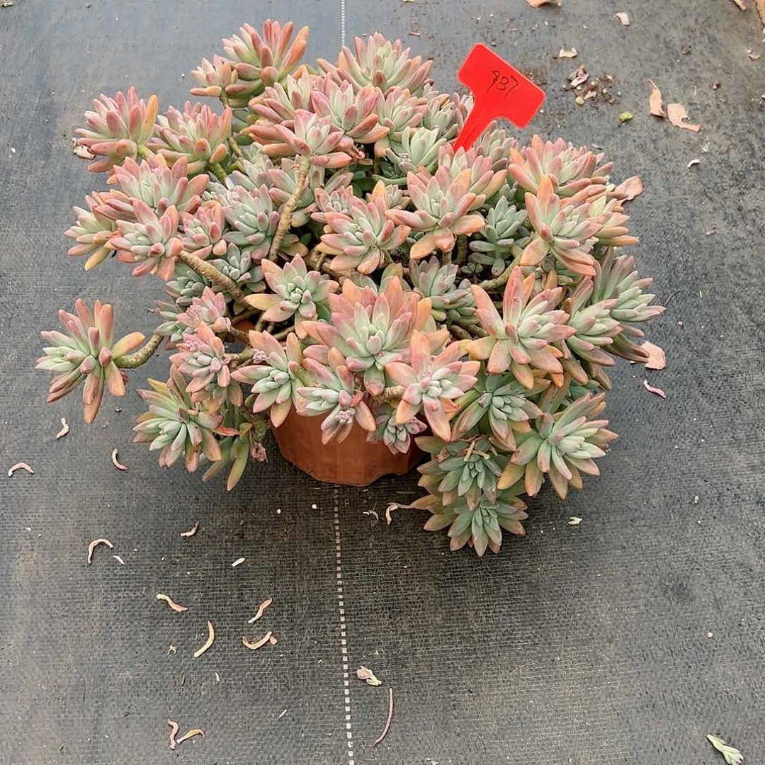 蔡*娥937秋丽多肉植物